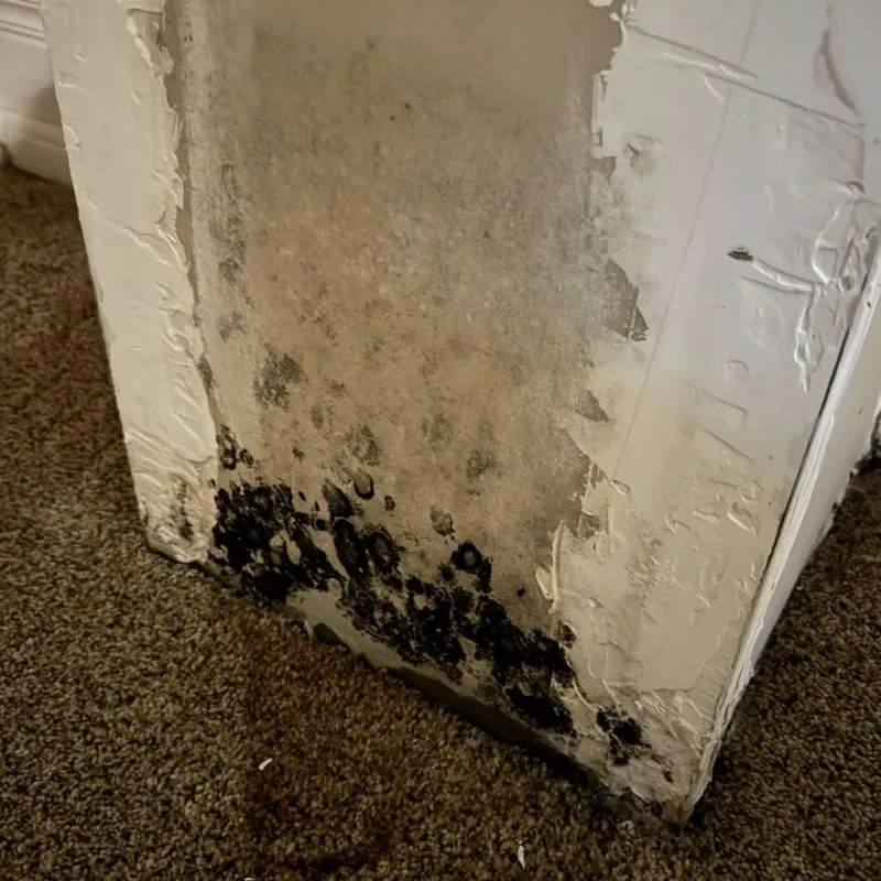 Professional Mold Removal in Hobart, WI